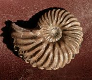 Hoplites dentatus (SOWERBY, 1821)