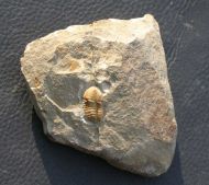 Kymataspis sp.