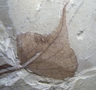 Populus wilmattae Cockerell, 1925