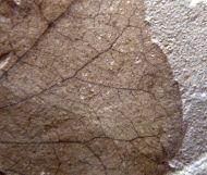 Populus wilmattae Cockerell, 1925