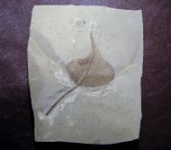 Populus wilmattae Cockerell, 1925