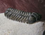 Boeckops stelcki MCKELLAR et al 2009