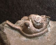 Cyphaspis ceratophthalmus (Goldfuss,1843)