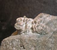 Cyphaspis ceratophthalmus (Goldfuss,1843)