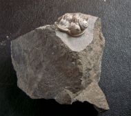 Cyphaspis ceratophthalmus (Goldfuss,1843)