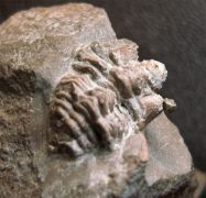 Cyphaspis ceratophthalmus (Goldfuss,1843)