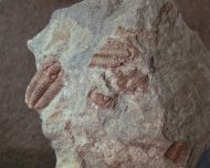 Gravicalymene arcuata (Price 1982)