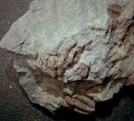 Gravicalymene arcuata (Price 1982)