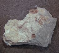 Gravicalymene arcuata (Price 1982)