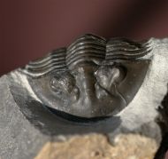 Scabriscutellum hammadi CHATTERTON et al., 2006