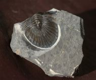 Scabriscutellum hammadi CHATTERTON et al., 2006