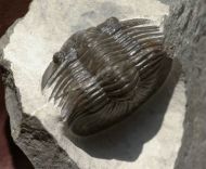 Scabriscutellum hammadi CHATTERTON et al., 2006