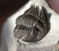 Scabriscutellum hammadi CHATTERTON et al., 2006
