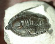 Diademaproetus antatlasius (Alberti1969)