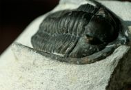 Diademaproetus antatlasius (Alberti1969)