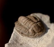 Cornuproetus cornutus GOLDFUSS, 1843