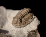 Cornuproetus cornutus GOLDFUSS, 1843