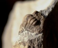 Cornuproetus cornutus GOLDFUSS, 1843