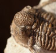 Cyphaspis balanops (ERBEN, 1953)