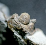 Cyphaspis balanops (ERBEN, 1953)