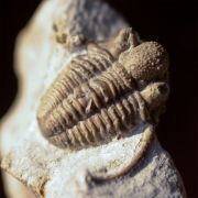 Cyphaspis balanops (ERBEN, 1953)