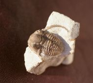 Cyphaspis balanops (ERBEN, 1953)