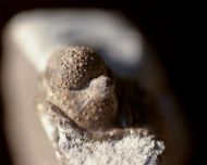 Cyphaspis balanops (ERBEN, 1953)