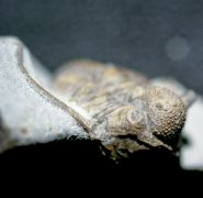 Cyphaspis balanops (ERBEN, 1953)