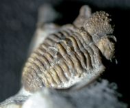 Cyphaspis balanops (ERBEN, 1953)