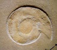 Subplanites rueppelianum (QUENSTEDT, 1888)