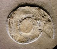 Subplanites rueppelianum (QUENSTEDT, 1888)