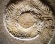 Subplanites rueppelianum (QUENSTEDT, 1888)