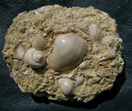 Sycostoma bulbiforme & Tivelina sp.