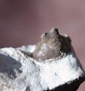 Ceratarges armatus (GOLDFUSS, 1839)