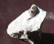 Ceratarges armatus (GOLDFUSS, 1839)
