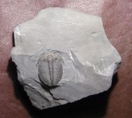 Elrathia kingi (Meek 1870)