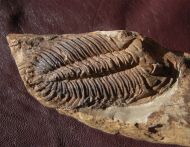 Metacanthina sp. A RICHTER R.  1943