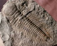 Paradoxides gracilis (BOECK, 1827)