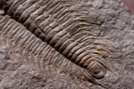 Paradoxides gracilis (BOECK, 1827)
