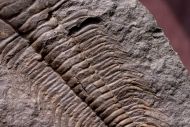 Paradoxides gracilis (BOECK, 1827)