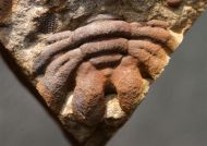 Eccoptochile clavigera (Beyrich, 1845)