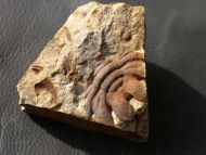 Eccoptochile clavigera (Beyrich, 1845)
