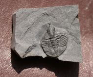 Ampyx linleyensis WHITTARD, 1955