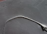 Triacrinus elongatus (Follmann, 1887)