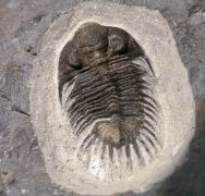 Saharops bensaidi Morzardec 2001