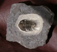 Saharops bensaidi Morzardec 2001