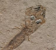 Apateon pedestris (Meyer,1844)