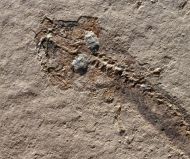 Apateon pedestris (Meyer,1844)