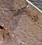 Apateon pedestris (Meyer,1844)