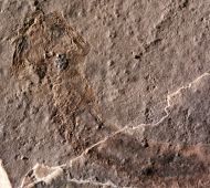 Apateon pedestris (Meyer,1844)